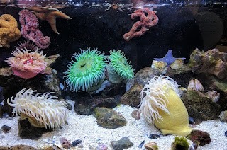 海の中のサンゴ礁とイソギンチャクの写真