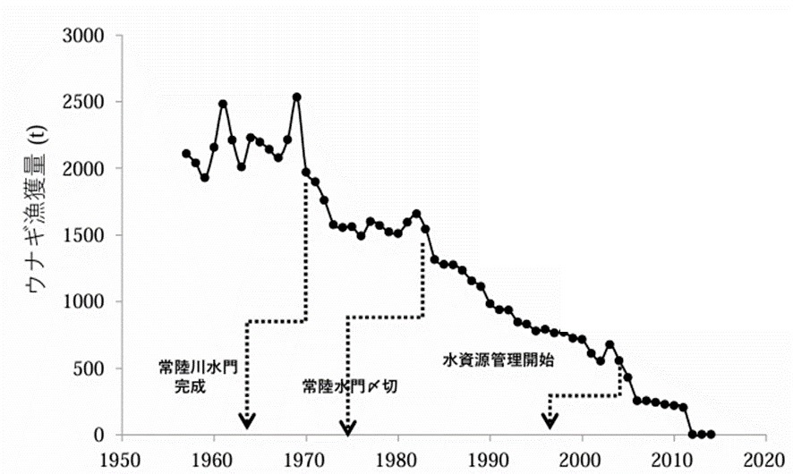 利根川水系を除く全国のウナギ漁獲量のグラフ